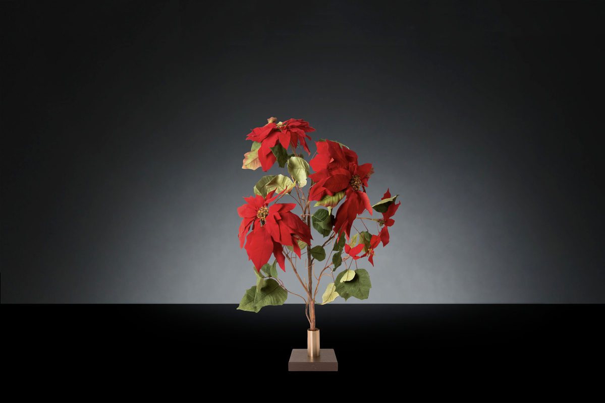 1700221099-1142927.37 POINSETTIA_2LOW
